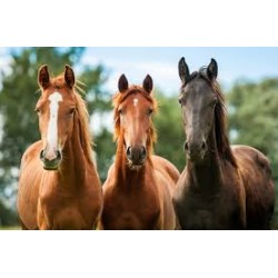FOR THE HORSE